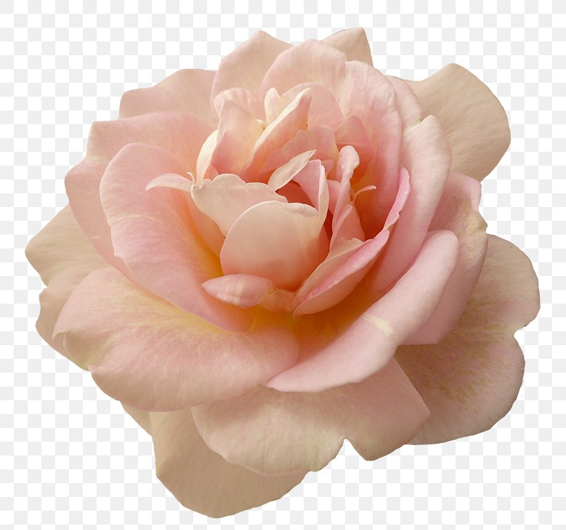 Pink Flowers Garden Roses, PNG, 797x768px, Flower, Blue Rose, China Rose, Coral, Cut Flowers Download Free