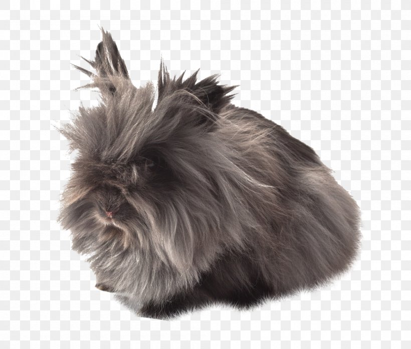 Domestic Rabbit Affenpinscher Fur Dog Breed Whiskers, PNG, 1000x850px, Domestic Rabbit, Affenpinscher, Black, Breed, Dog Download Free