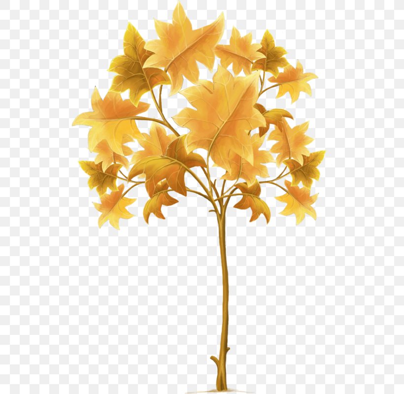 Maple Leaf Tree Clip Art, PNG, 557x800px, Maple Leaf, Branch, Flowering Plant, Leaf, Maple Tree Download Free