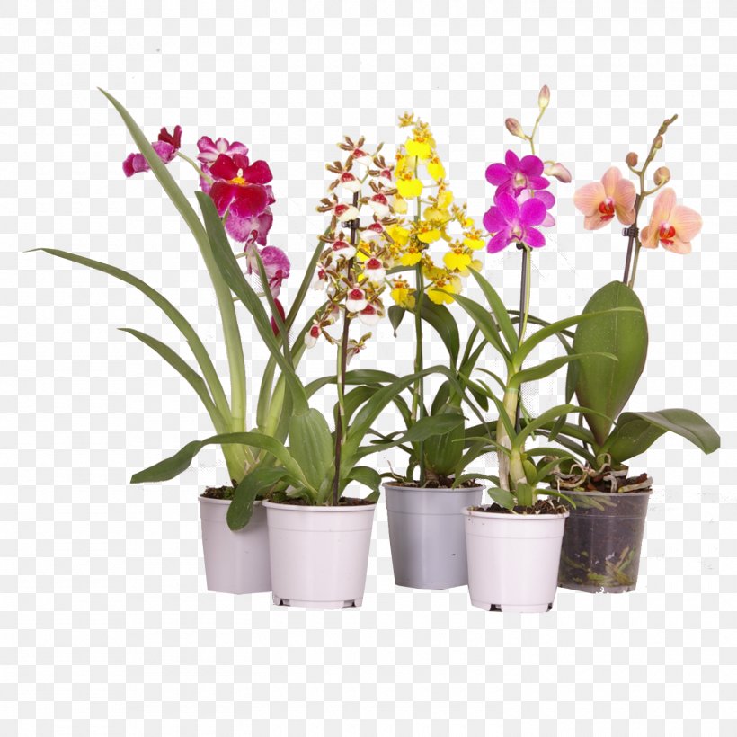 Moth Orchids Houseplant Dendrobium Cattleya Orchids, PNG, 1500x1500px, Moth Orchids, Cambria, Cattleya, Cattleya Orchids, Cut Flowers Download Free