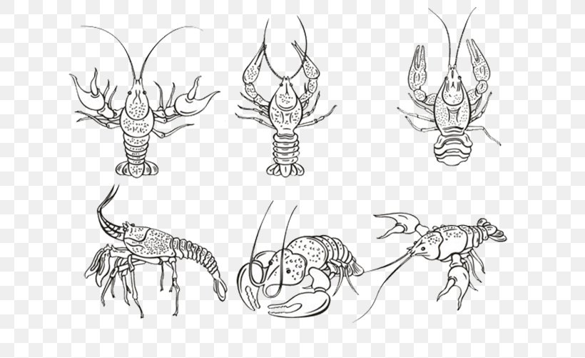 Lobster Palinurus Elephas, PNG, 739x501px, Lobster, Artwork, Black And White, Body Jewelry, Drawing Download Free