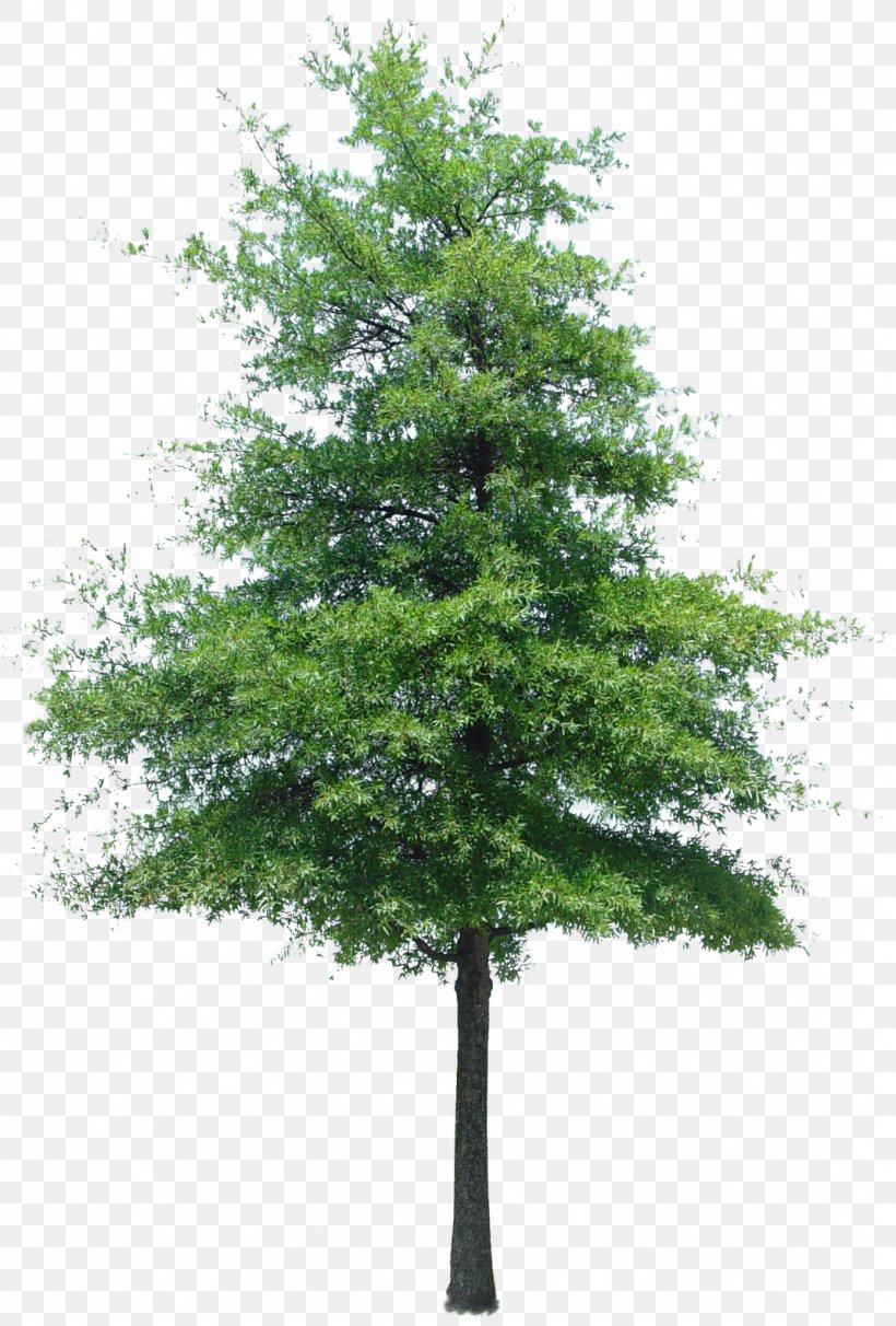 Plane, PNG, 1069x1581px, Tree, American Larch, Green, Leaf, Oregon Pine Download Free