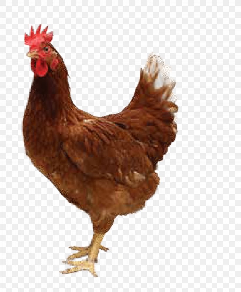 Roast Chicken Fried Chicken Broiler, PNG, 5871x7107px, Chicken, Beak, Bird, Broiler, Chicken Meat Download Free