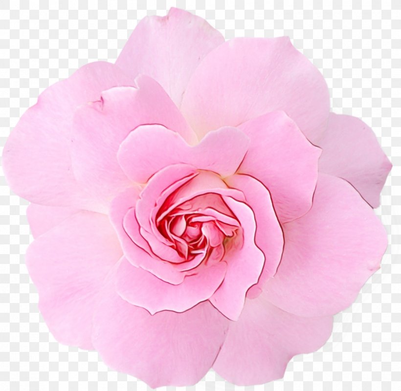 Rose Clip Art Pink Flowers, PNG, 1109x1083px, Rose, Artificial Flower, Camellia, Cut Flowers, Floribunda Download Free