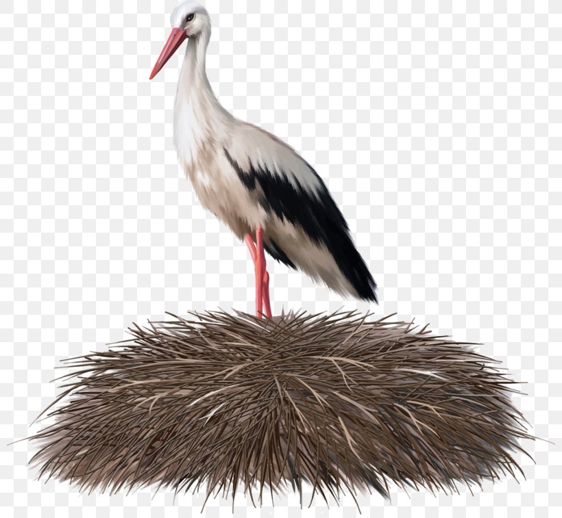 White Stork Bird Nest Crane, PNG, 800x757px, White Stork, Beak, Bird, Bird Nest, Ciconia Download Free