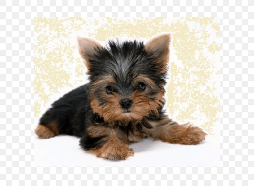 Yorkshire Terrier West Highland White Terrier Maltese Dog Puppy Boston Terrier, PNG, 600x600px, Yorkshire Terrier, Airedale Terrier, Australian Silky Terrier, Australian Terrier, Biewer Terrier Download Free