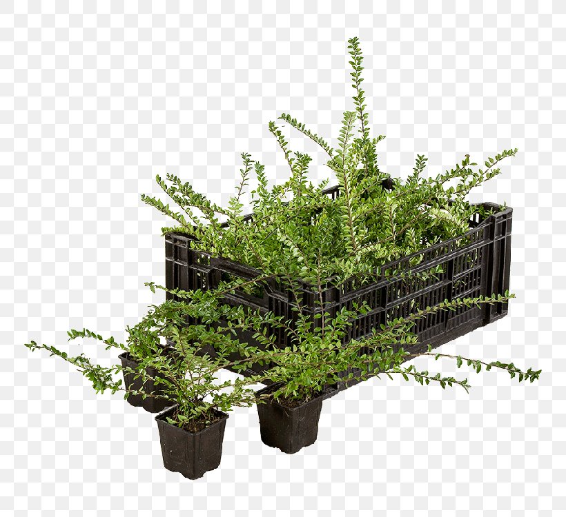 Lonicera Nitida Flowerpot Tree Garden Plants, PNG, 750x750px, Lonicera Nitida, Astilbe, Evergreen, Flower, Flowering Plant Download Free