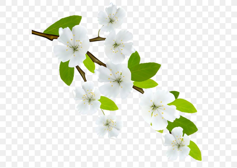 Branch Flowering Dogwood Clip Art, PNG, 600x582px, Branch, Blossom, Cherry Blossom, Computer Software, Dogwood Download Free