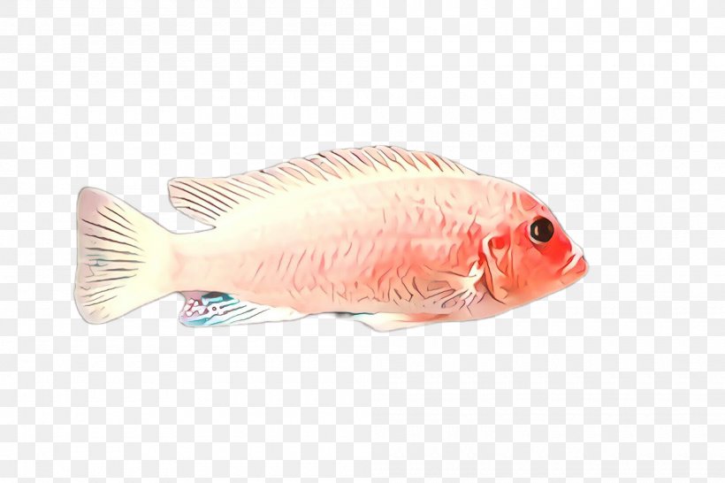 Fish Fish Pink Tilapia Feeder Fish, PNG, 2000x1332px, Fish, Bonyfish, Feeder Fish, Fish Products, Parrotfish Download Free