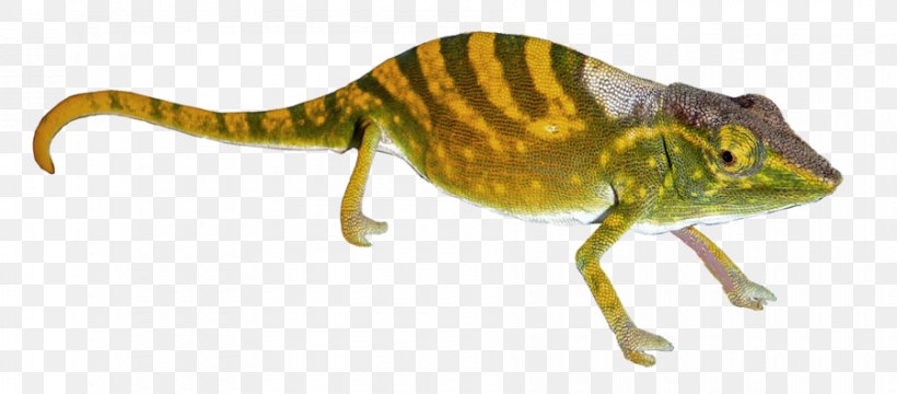 Chameleons Gecko Transparency And Translucency, PNG, 900x396px, Chameleons, Amphibian, Animal Figure, Chameleon, Display Resolution Download Free