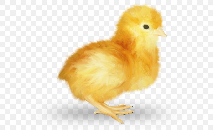 Chicken Easter Kifaranga Galliformes Poultry, PNG, 600x500px, Chicken, Animal, Animation, Beak, Bird Download Free