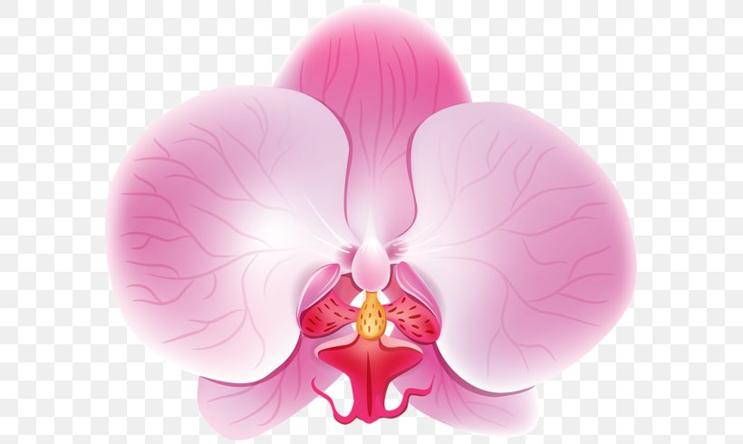 Moth Orchids Petal Haiku: An Anthology Of Japanese Poems Clip Art, PNG, 600x490px, Moth Orchids, Computer, Flower, Flowering Plant, Magenta Download Free