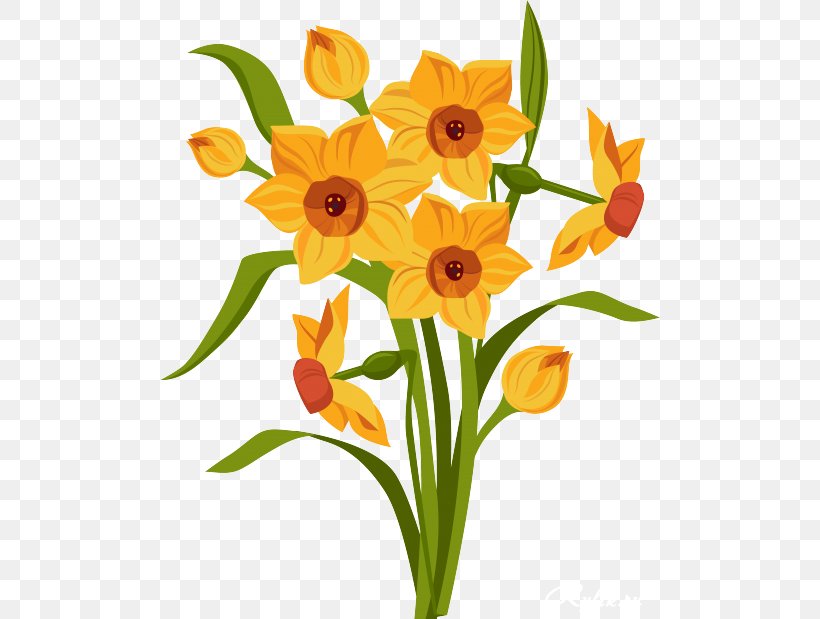 Royalty-free Drawing Daffodil, PNG, 500x619px, Royaltyfree, Amaryllis Family, Cut Flowers, Daffodil, Drawing Download Free