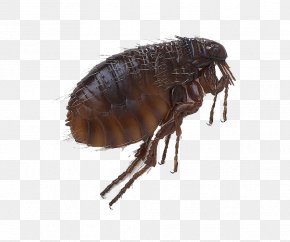 Head Louse Images Head Louse Transparent Png Free Download