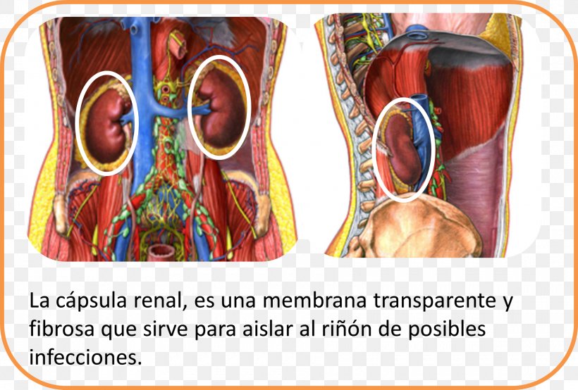 Kidney Blood Vessel Extracellular Fluid Ableitende Harnwege, PNG, 1820x1230px, Watercolor, Cartoon, Flower, Frame, Heart Download Free