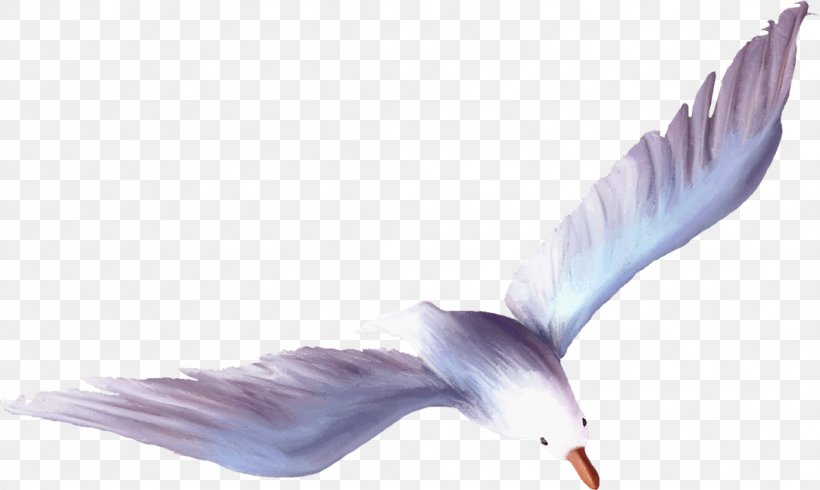 Wing Feather Purple Beak, PNG, 1083x648px, Wing, Beak, Bird, Feather, Joint Download Free