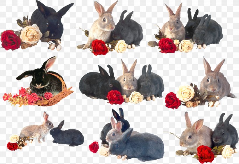 Hare Domestic Rabbit Clip Art, PNG, 2209x1519px, Hare, Animal, Domestic Rabbit, Fauna, Leporids Download Free