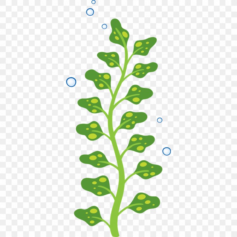Algae Child Seaweed Sticker, PNG, 892x892px, Algae, Branch, Child, Decoratie, Flora Download Free
