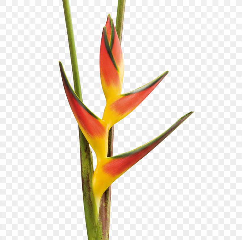 Lobster-claws Flower Product Export Beefsteak, PNG, 870x864px, Lobsterclaws, Beefsteak, Export, Flower, Heliconia Download Free