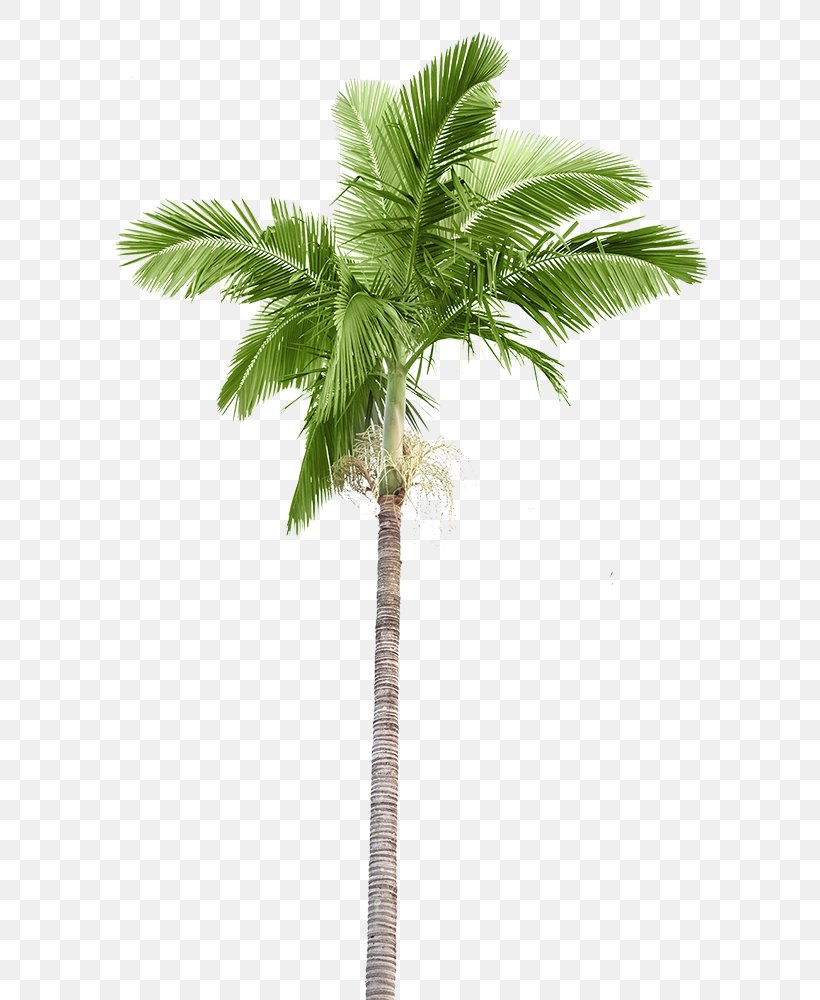 Arecaceae Stock Photography Palm Branch Coconut, PNG, 630x1000px, Arecaceae, Arecales, Attalea Speciosa, Borassus Flabellifer, Coconut Download Free