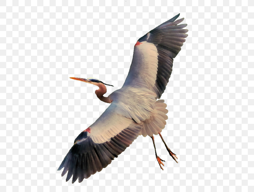 Feather, PNG, 500x620px, Bird, Beak, Crane, Cranelike Bird, Feather Download Free
