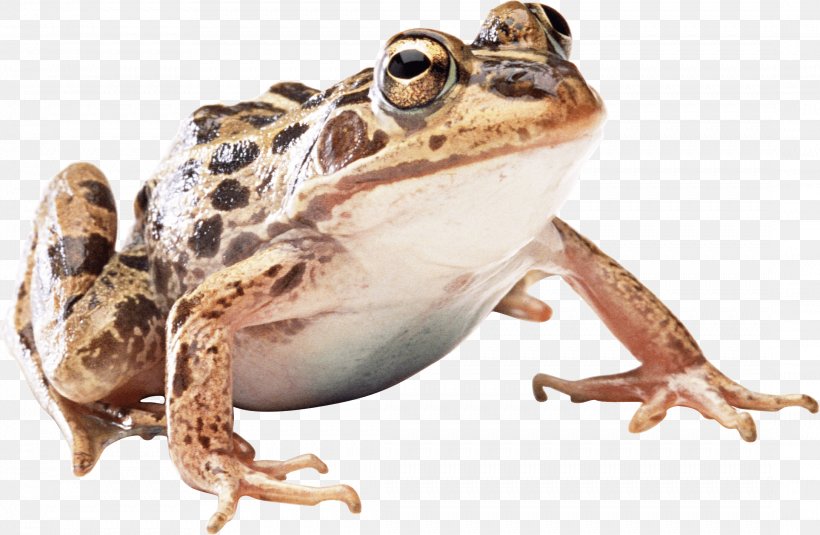 Frog, PNG, 2173x1419px, Frog, Amphibian, Display Resolution, Fauna, Lepidobatrachus Laevis Download Free