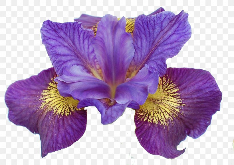 Iris Sibirica Iris Ser. Sibiricae Flower Rainbow Plant, PNG, 1280x906px, Iris Sibirica, Drawing, Flower, Flowering Plant, Garden Download Free