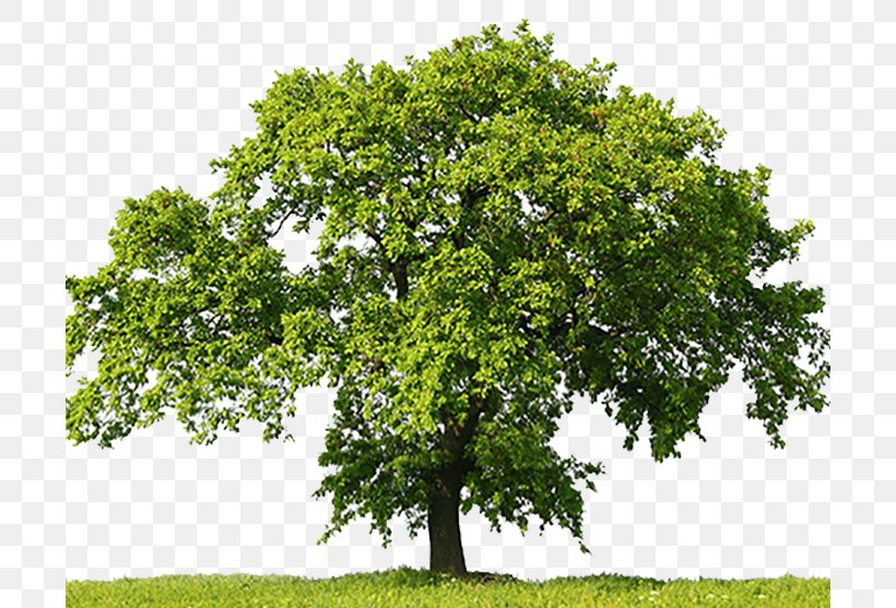 Oak Tree Stock Photography Stock.xchng, PNG, 700x557px, Tree, Branch, Customer Service, Getty Images, Grass Download Free
