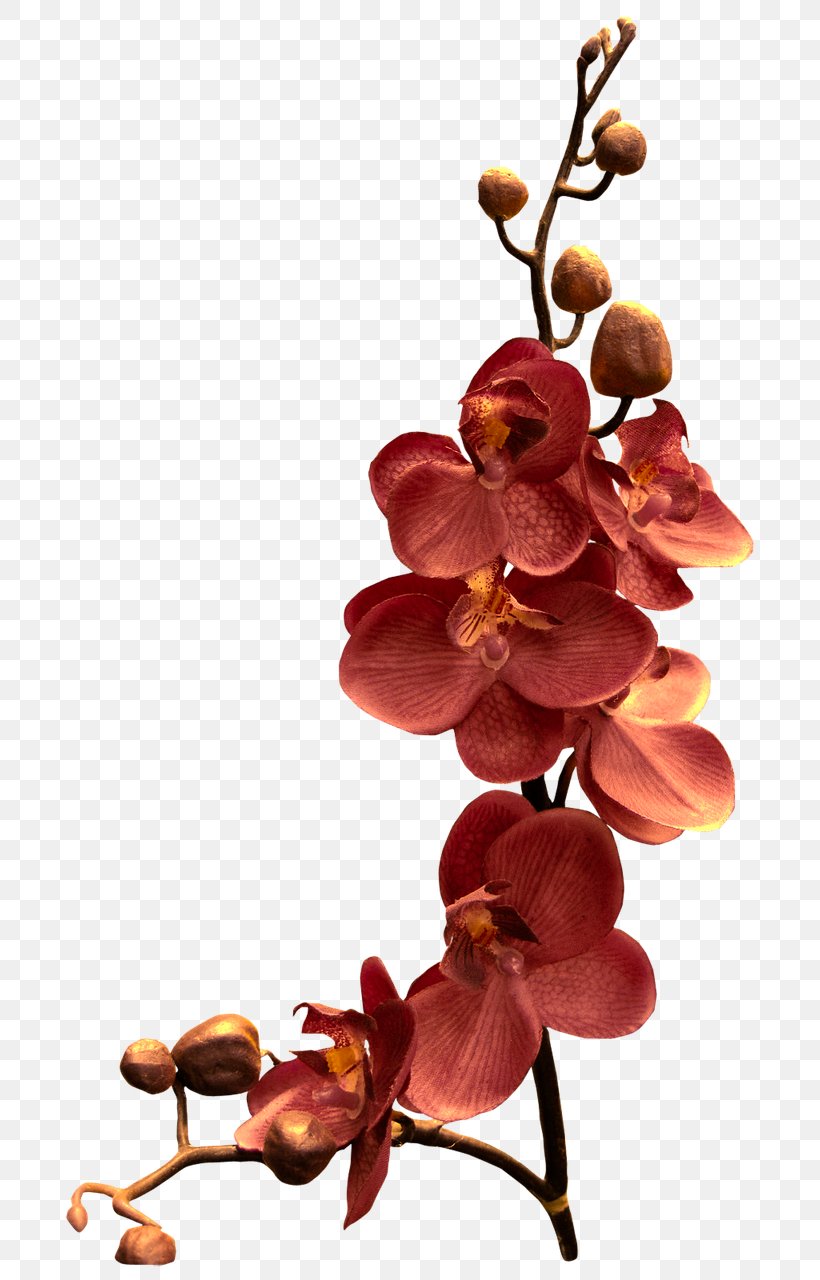 Orchids Watercolor Painting Flower, PNG, 720x1280px, Orchids, Branch, Color, Cut Flowers, Drawing Download Free