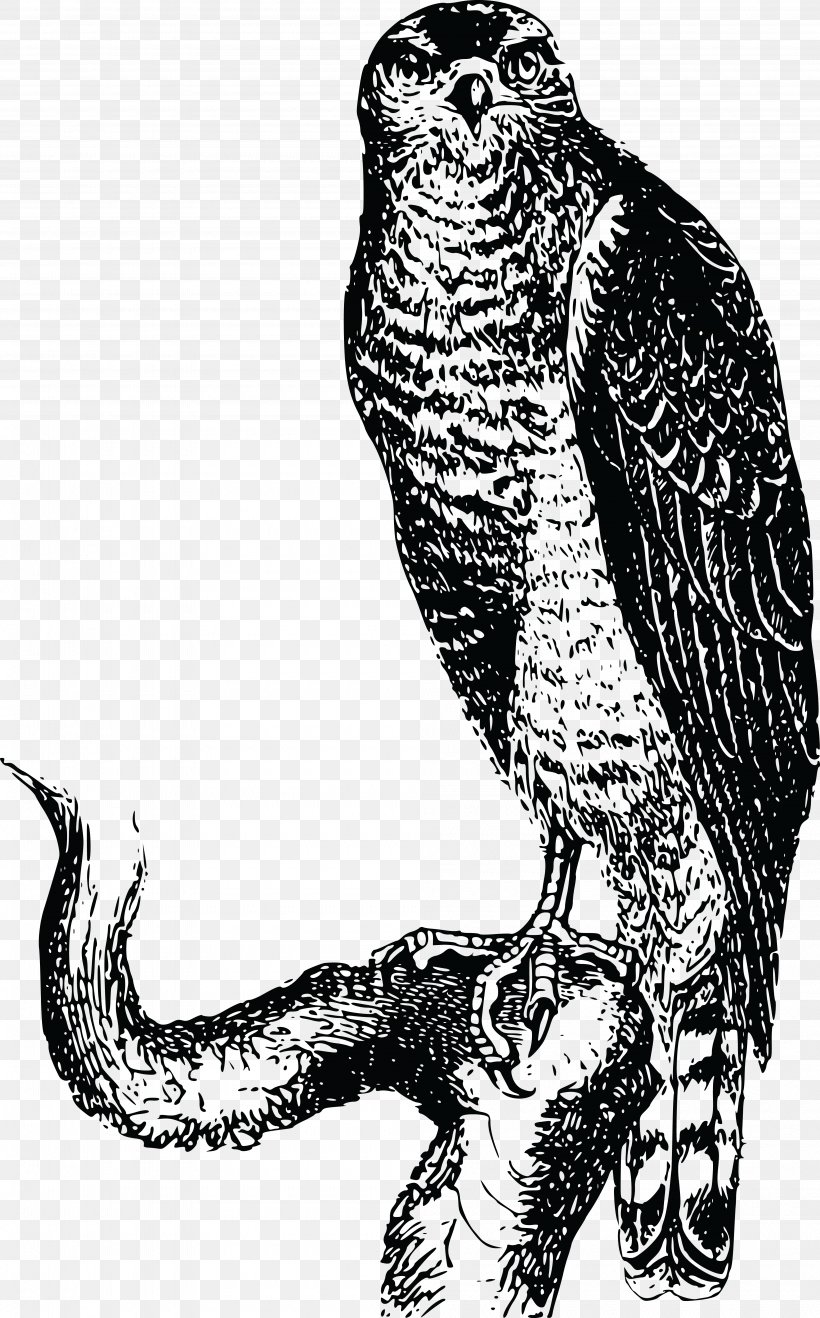 Hawk Owl Eagle Clip Art, PNG, 4000x6431px, Hawk, Art, Beak, Bird, Bird Of Prey Download Free