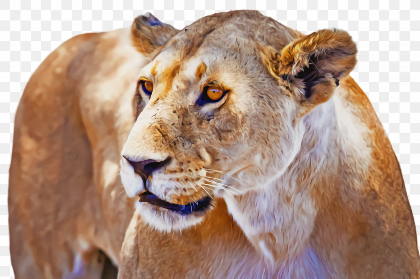 Lion Wildlife Masai Lion Snout, PNG, 2452x1632px, Lion, Masai Lion, Snout, Wildlife Download Free