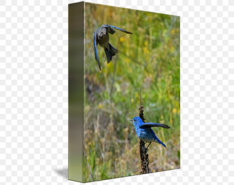 Mountain Bluebird Work Of Art Fine Art, PNG, 457x650px, Mountain Bluebird, Art, Beak, Bird, Bluebird Download Free