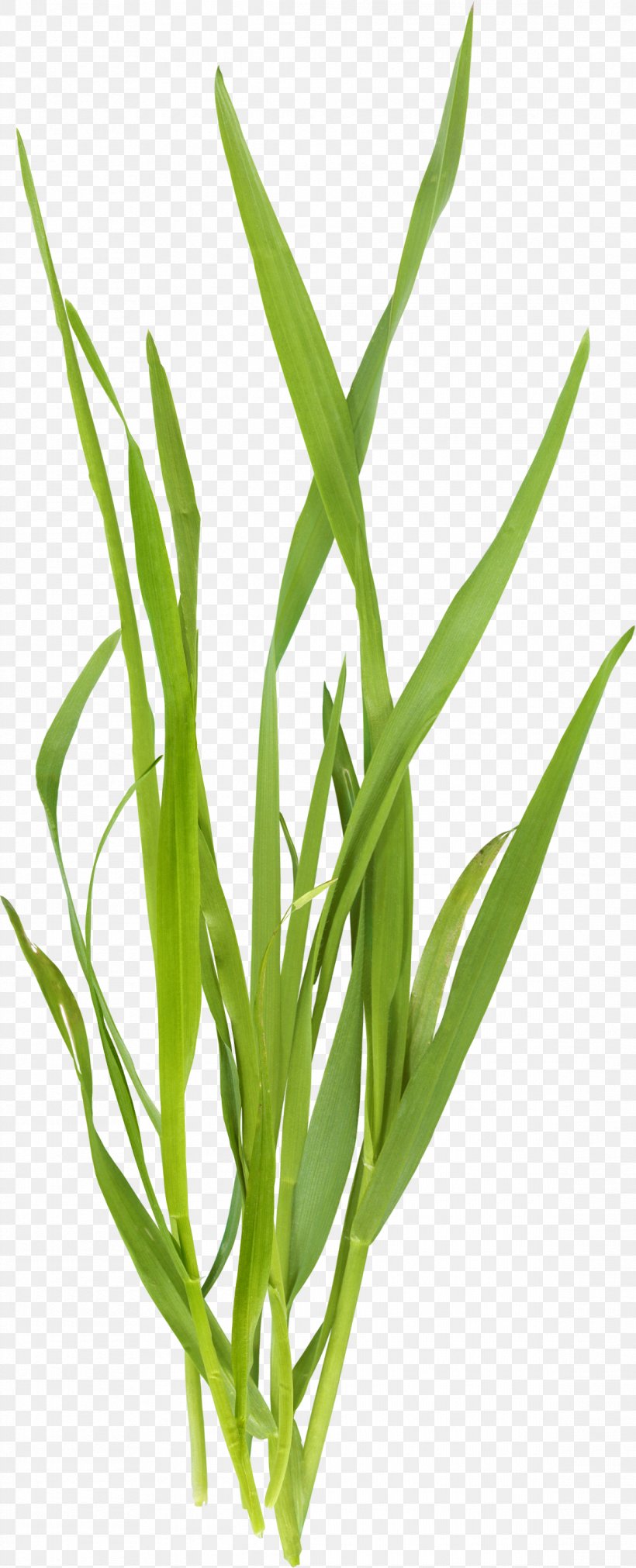Microchloa Green, PNG, 1165x2875px, Microchloa, Art, Brown, Commodity, English Download Free