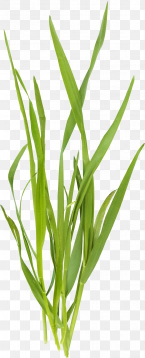 Beautiful Green Grass - Microchloa Green PNG