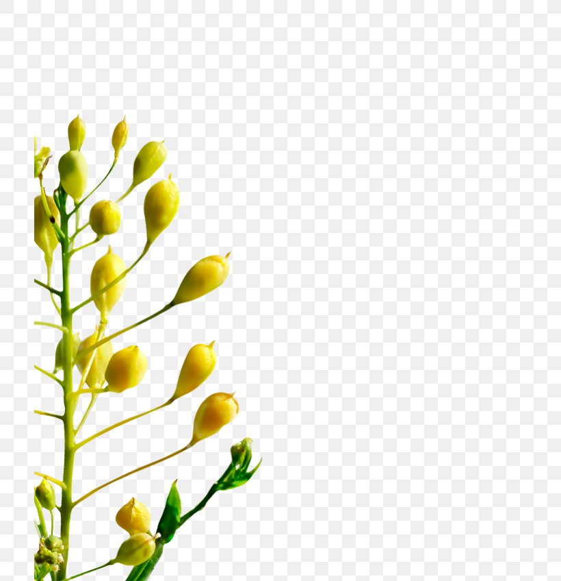 Cut Flowers Floral Design Bud Twig Plant Stem, PNG, 720x848px, Cut Flowers, Branch, Bud, Flora, Floral Design Download Free