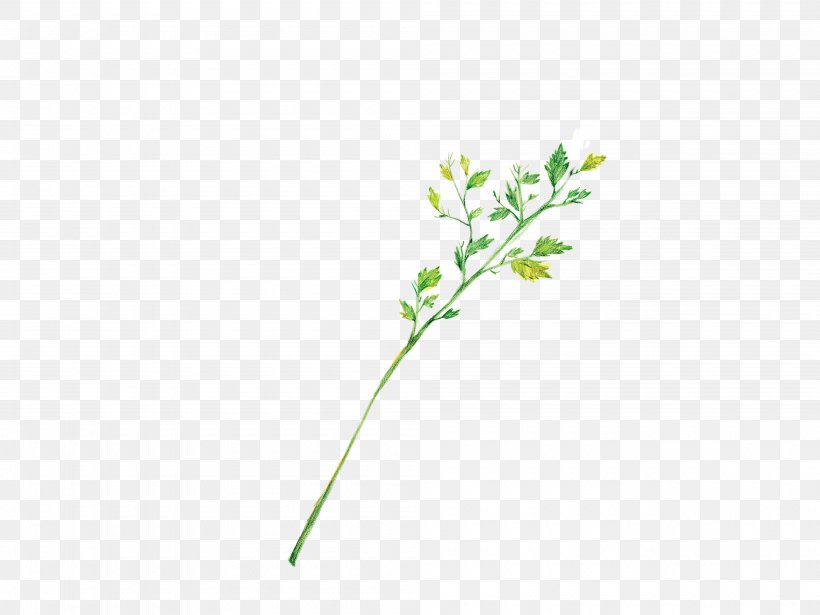 Microchloa Indica Graphic Designer, PNG, 4000x3000px, Microchloa Indica, Color, Death, Graphic Designer, Grass Download Free