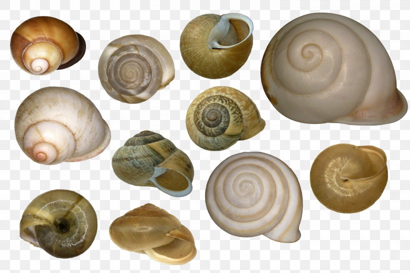 Cockle Seashell Veneroida Sea Snail, PNG, 3000x2000px, Cockle, Clam, Clams Oysters Mussels And Scallops, Conch, Conchology Download Free