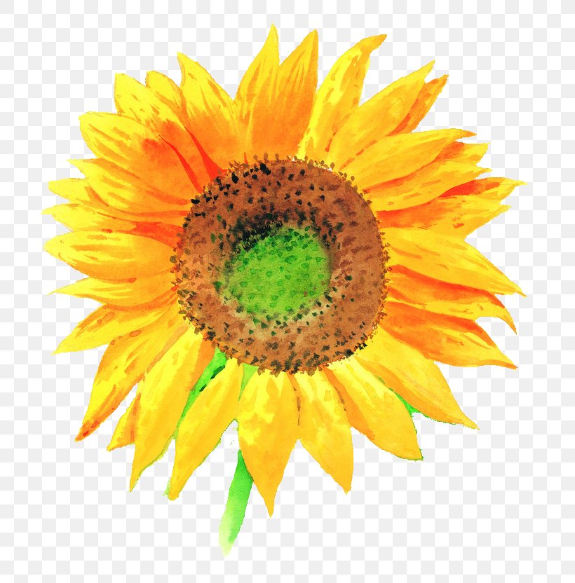 Common Sunflower Stock Illustration Illustration, PNG, 724x832px, Common Sunflower, Asterales, Close Up, Daisy Family, Drawing Download Free