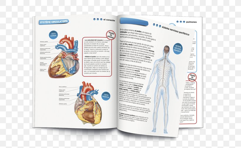 Human Body Game Anatomy Homo Sapiens, PNG, 658x505px, Watercolor, Cartoon, Flower, Frame, Heart Download Free