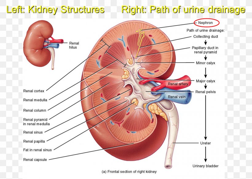Kidney Excretory System Anatomy Ureter Renal Medulla, PNG, 1505x1070px, Watercolor, Cartoon, Flower, Frame, Heart Download Free