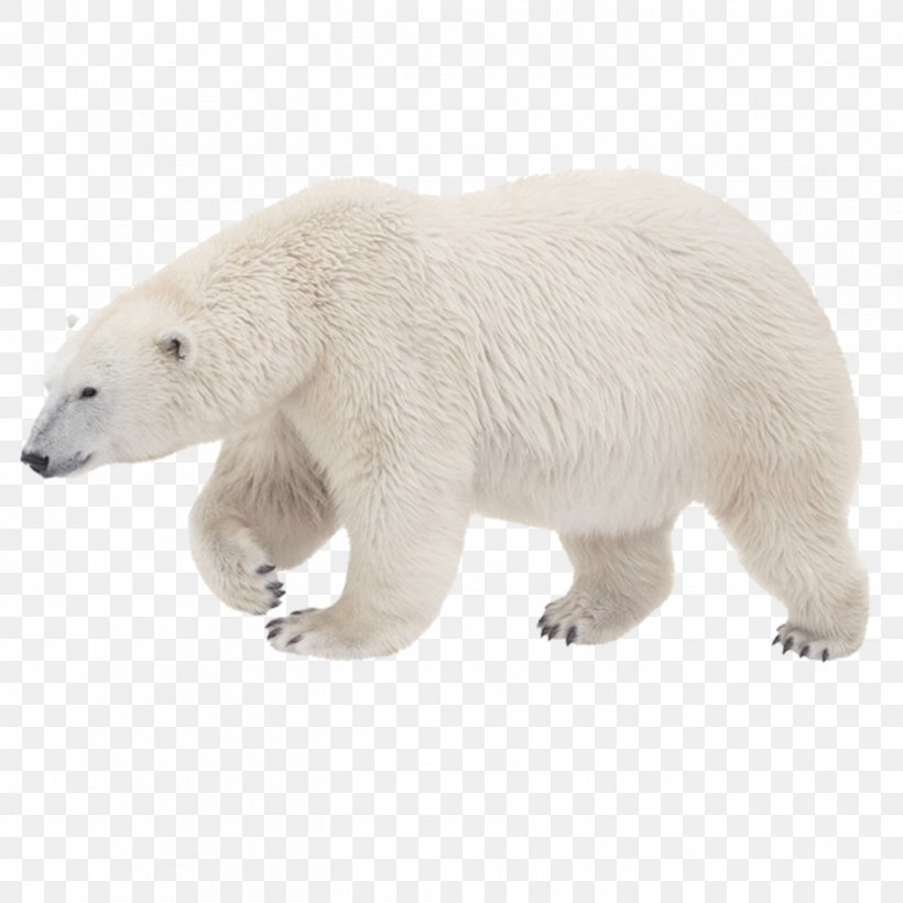 Polar Bear, Polar Bear, What Do You Hear? Kodiak Bear Arctic Tiger, PNG, 1417x1417px, Watercolor, Cartoon, Flower, Frame, Heart Download Free