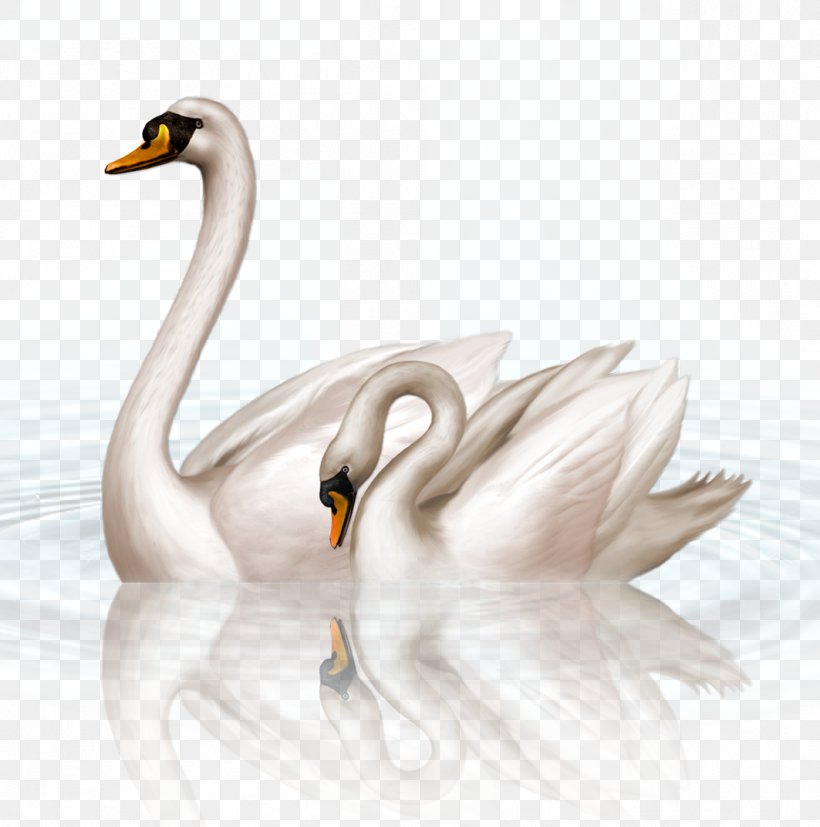 Black Swan Clip Art, PNG, 1063x1073px, Black Swan, Beak, Bird, Drawing,  Ducks Geese And Swans Download