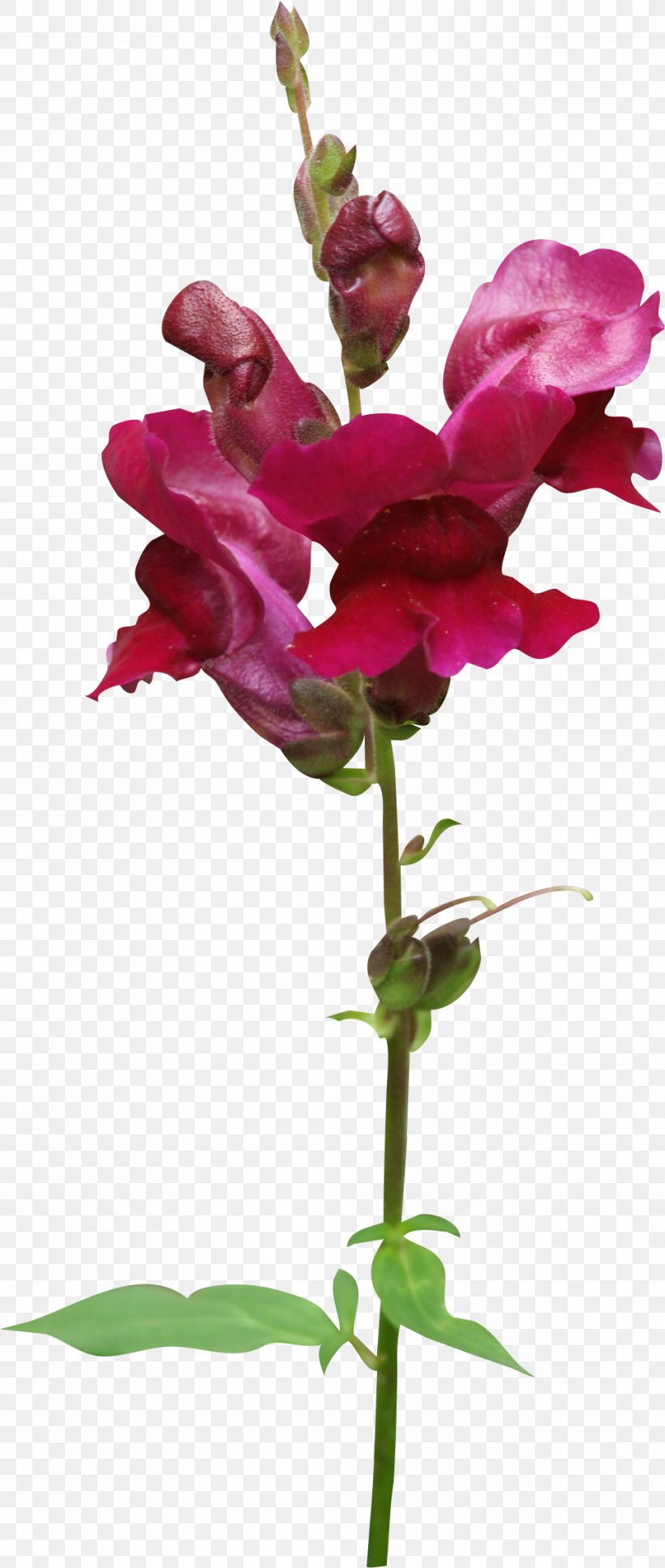 Cut Flowers Magenta Plant Purple, PNG, 961x2268px, Flower, Cut Flowers, Flowering Plant, Herbaceous Plant, Magenta Download Free