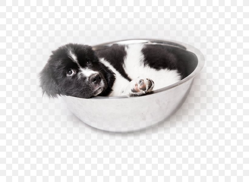 Dog Breed Puppy Newfoundland Dog Poodle Companion Dog, PNG, 750x600px, Dog Breed, Bread Pan, Breed, Breed Club, British Columbia Download Free