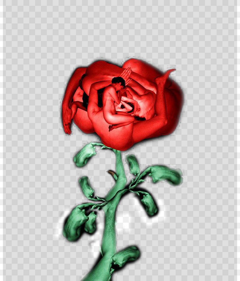 Garden Roses Body Art Centifolia Roses, PNG, 800x959px, Watercolor, Cartoon, Flower, Frame, Heart Download Free