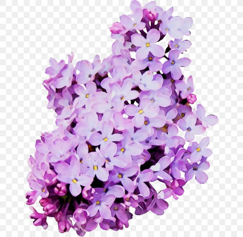 Lavender, PNG, 654x800px, Watercolor, Cut Flowers, Flower, Lavender, Lilac Download Free