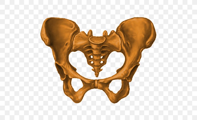 Pelvis Sacrum Hip Bone Pelvic Floor Pelvic Inlet, PNG, 500x500px, Pelvis, Anatomy, Bone, Coccyx, Hip Download Free