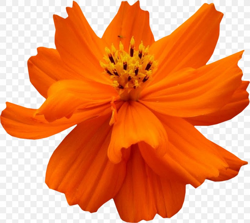 Cosmos Sulphureus Petal Flower, PNG, 1280x1143px, Cosmos Sulphureus, Cosmos, Daisy Family, Flower, Orange Download Free