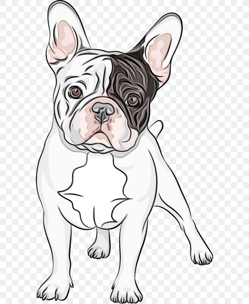 French Bulldog, PNG, 584x1000px, Watercolor, Dog, French Bulldog, Head, Nonsporting Group Download Free