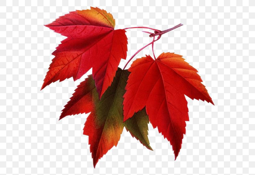 Red Maple Maple Leaf Clip Art, PNG, 564x564px, Red Maple, Autumn Leaf Color, Color, Green, Leaf Download Free